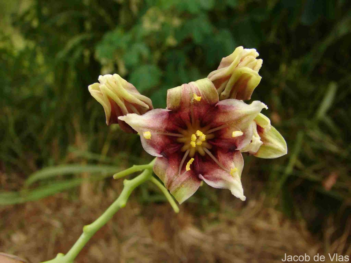 Manihot carthagenensis (Jacq.) Müll.Arg.